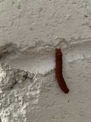 Neumichtis nigerrima