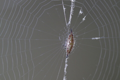 Gasteracantha diardi
