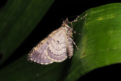 Crasilogia gressitti