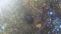 Oplostomus fuligineus