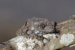 Theloderma stellatum