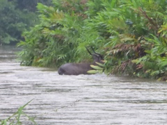 Tragelaphus spekii gratus