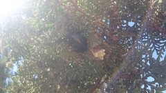 Oplostomus fuligineus