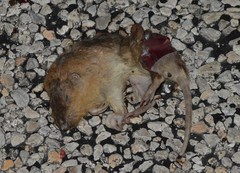 Geomys personatus
