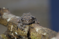 Theloderma stellatum