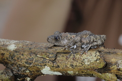 Theloderma stellatum
