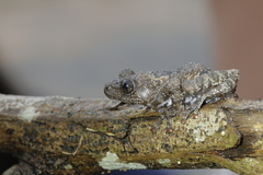 Theloderma stellatum