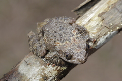 Theloderma stellatum