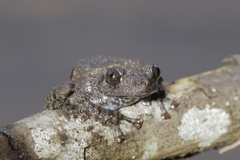 Theloderma stellatum