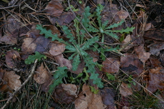 Senecio vernalis