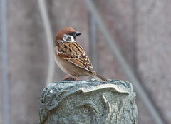 Passer montanus saturatus