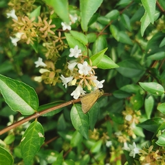 Parnara guttata batta