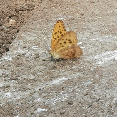 Argynnis sagana