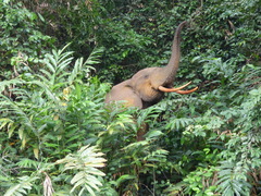 Loxodonta cyclotis