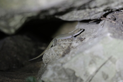 Dixonius melanostictus