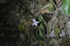 Pseuderanthemum variabile