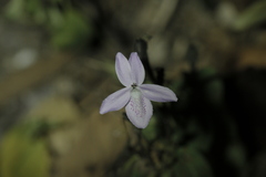 Pseuderanthemum variabile