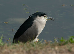 Nycticorax nycticorax nycticorax
