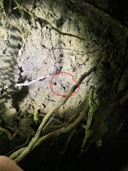 Arachnocampa luminosa