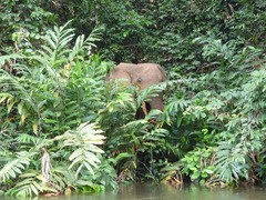 Loxodonta cyclotis