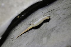 Dixonius melanostictus