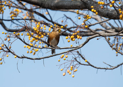 Turdus chrysolaus