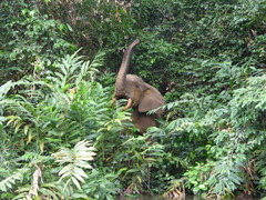 Loxodonta cyclotis