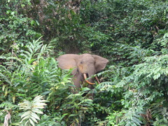 Loxodonta cyclotis