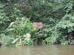 Loxodonta cyclotis