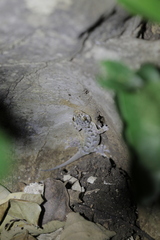 Gehyra fehlmanni