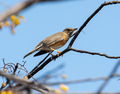 Turdus chrysolaus
