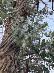 Eucalyptus cinerea