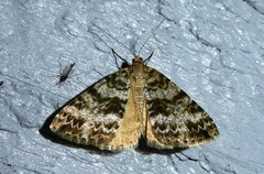 Pseudocoremia lactiflua