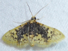 Noctuelia dichroalis