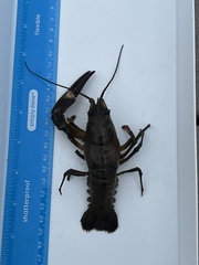 Pacifastacus leniusculus
