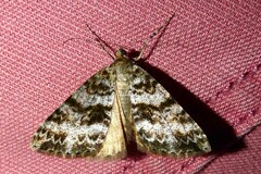 Pseudocoremia lactiflua