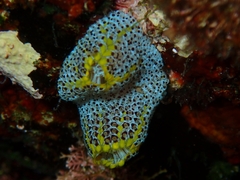 Botrylloides magnicoecus