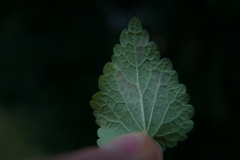 Peronospora lamii
