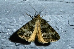 Pseudocoremia lactiflua