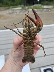 Pacifastacus leniusculus