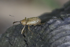 Dorytomus longimanus