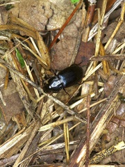 Aztecarpalus schaefferi