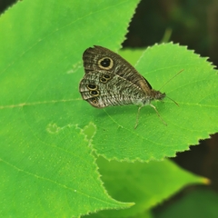 Ypthima argus