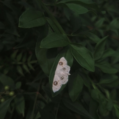 Problepsis eucircota