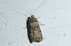 Scoparia tetracycla