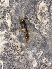 Labidura riparia