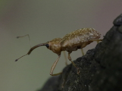 Dorytomus longimanus