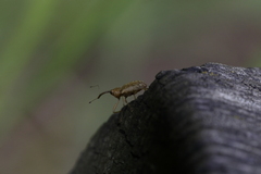 Dorytomus longimanus