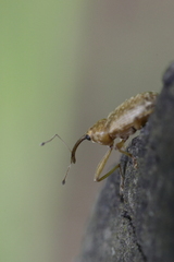 Dorytomus longimanus