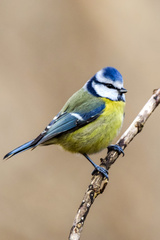 Cyanistes caeruleus